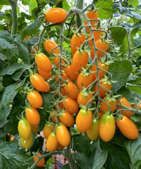 pomodoro datterino orange sunset tomato f1 sementi rb